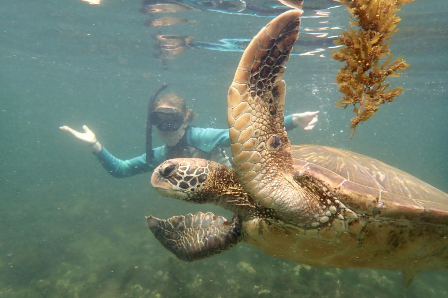 一名<a href='http://photo.modernfilmfest.net'>bv伟德ios下载</a>学生在Galápagos群岛游学途中与一只巨龟游泳.